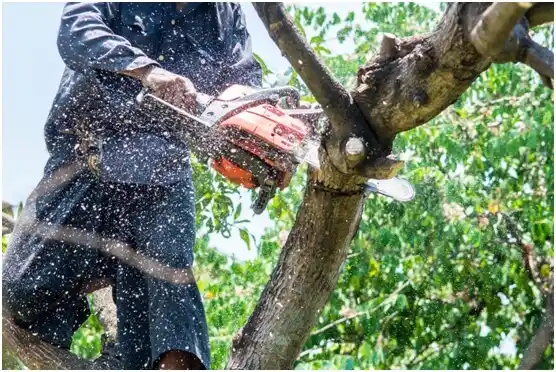 tree services Lake Jackson